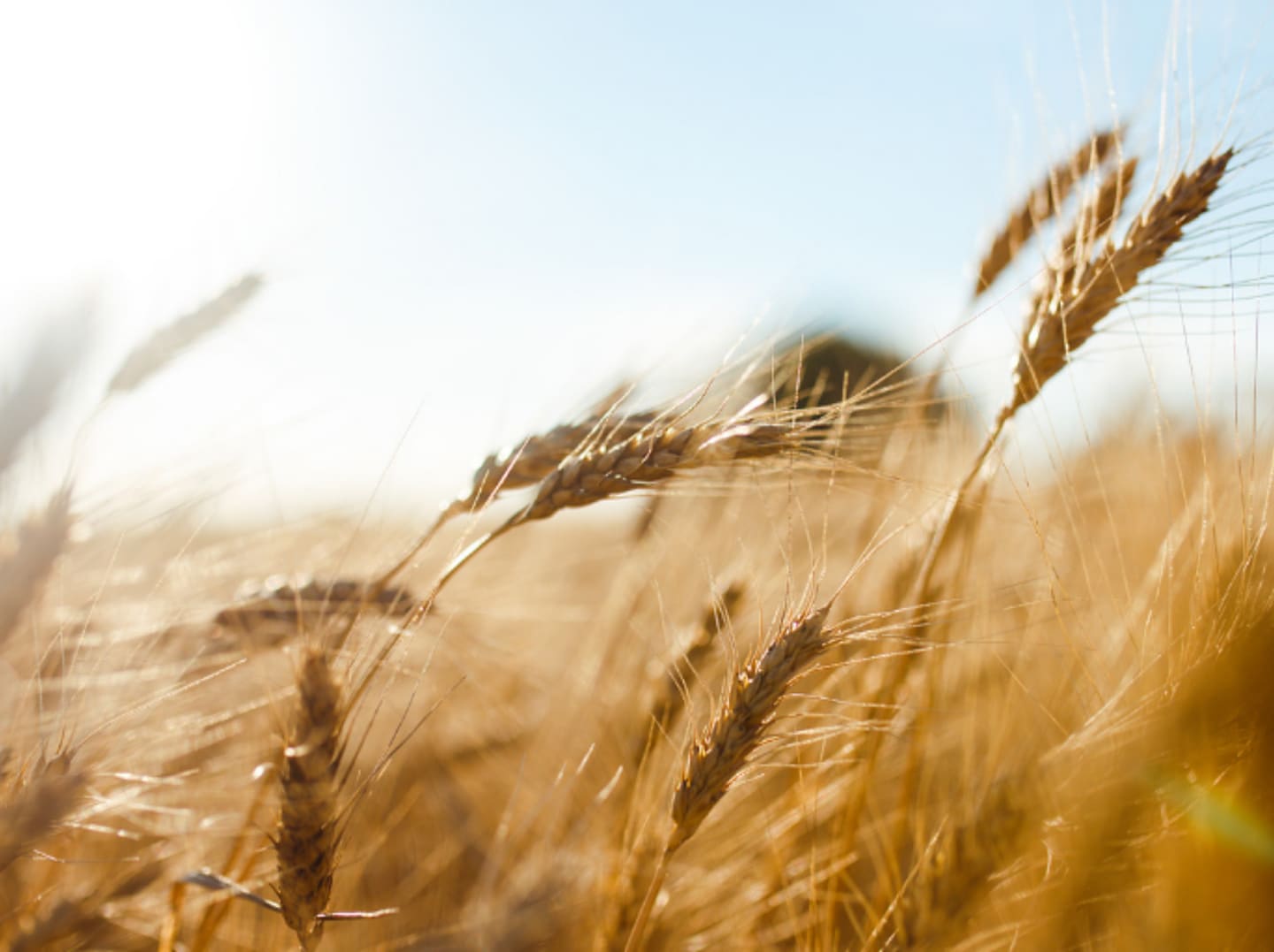 Wheat field